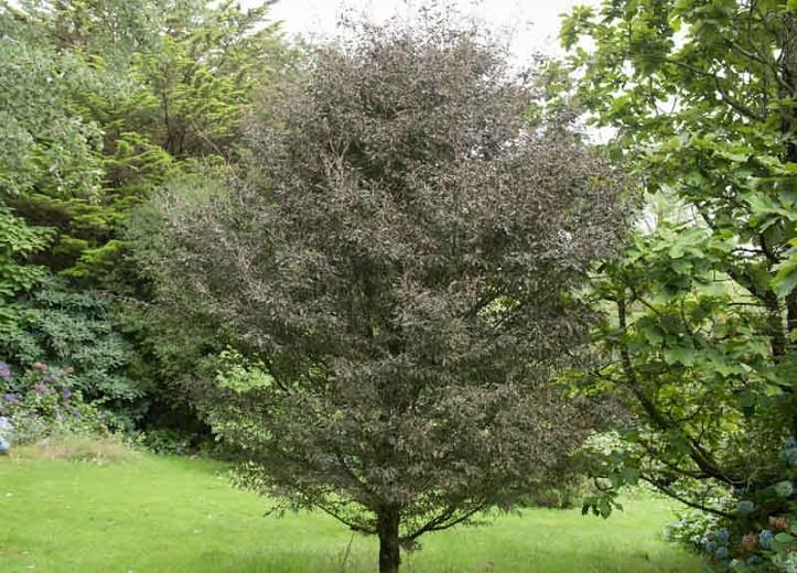 Fagus sylvatica 'Rohanii', European Beech 'Rohanii', Common Beech 'Rohanii', Purple Beech, Copper Beech, Deciduous Tree, Fall Color
