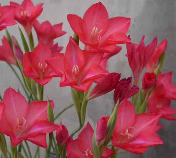 Gladiolus carmineus, Cliff Gladiolus, Cliff Lily, Hermanus Cliff Gladiolus, Winter blooming Gladiolus,  Gladiolus, Sword Lily
