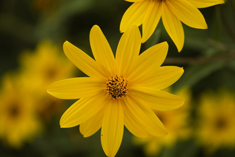 Helianthus occidentalis, Western Sunflower, Fewleaf Sunflower, Mcdowell's Sunflower, Yellow Flowers, Yellow Perennials