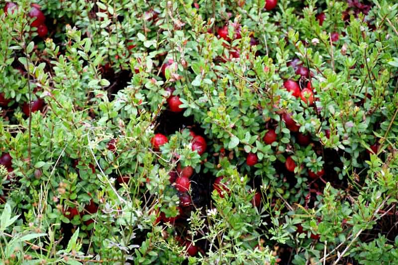 Vaccinium macrocarpon, Cranberry, Fruiting Shrubs, Red Berries, Cranberries,