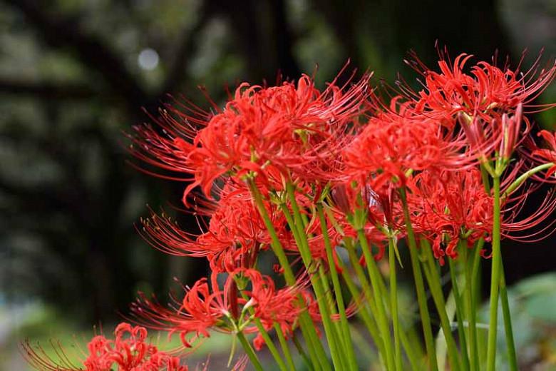 Lycoris radiata (Red Spider Lily)