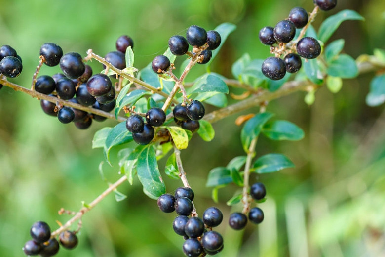 Ligustrum vulgare, Common Privet, Wild Privet, Prim, Prim-Cut, Berries, Shrubs with berries