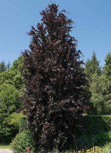 Fagus sylvatica 'Dawyck Purple', European Beech 'Dawyck Purple', Common Beech 'Dawyck Purple', Purple Beech, Deciduous Tree, Fall Color