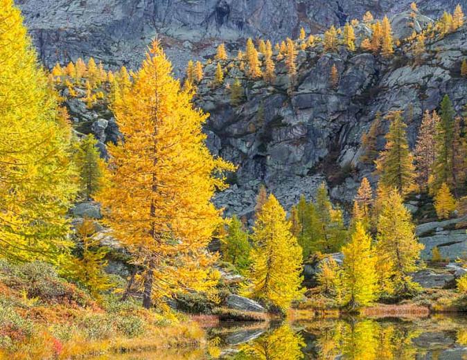 Larix decidua, European Larch, Common Larch, Venice Turpentine, Deciduous Conifer, Tree with fall color, Fall color, Attractive bark Tree, golden leaves