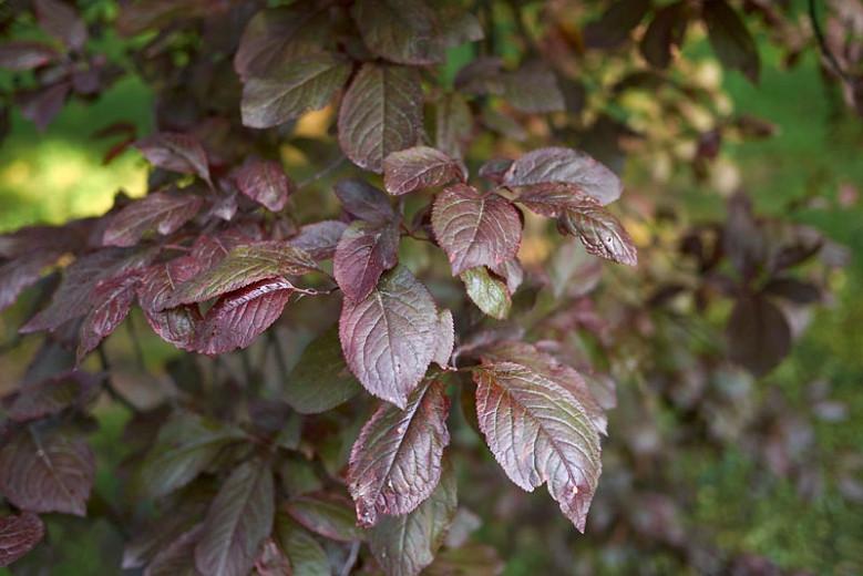 Prunus Cerasifera Nigra Black Cherry Plum