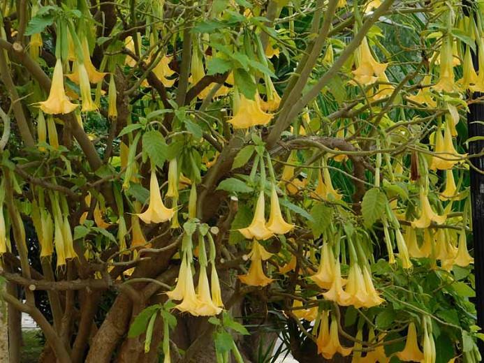 Brugmansia suaveolens, Angel's Trumpet 'Charles Grimaldi', Flowering Shrub, Yellow Flowers, Orange Flowers