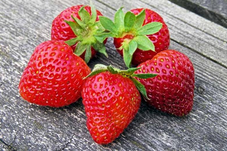 Fragaria �Earliglow� (Junebearing Strawberry)
