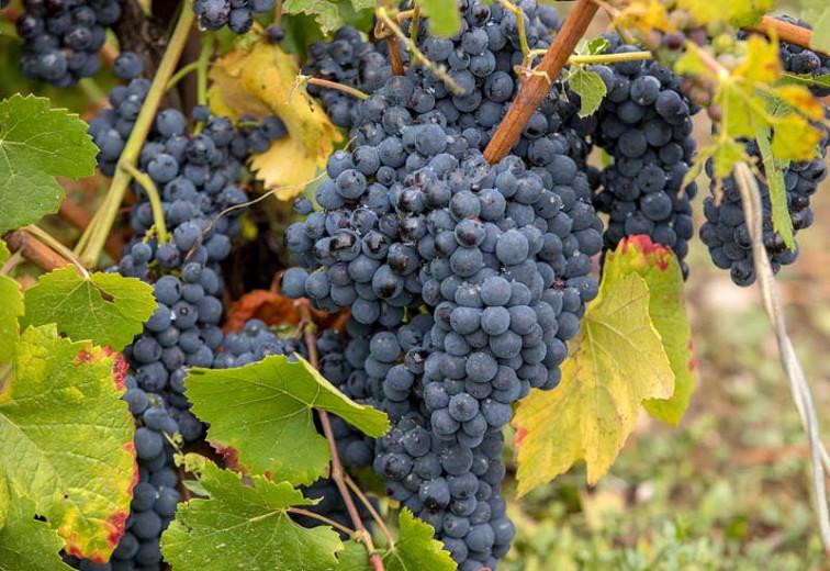 Vitis vinifera &#39;Pinot Meunier&#39; (Grape Vine)