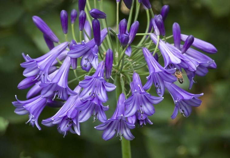 Agapanthus 'Purple Cloud', Lily of the Nile 'Purple Cloud', African Lily 'Purple Cloud', Blue flower, purple flower, Blue Agapanthus, Purple Agapanthus