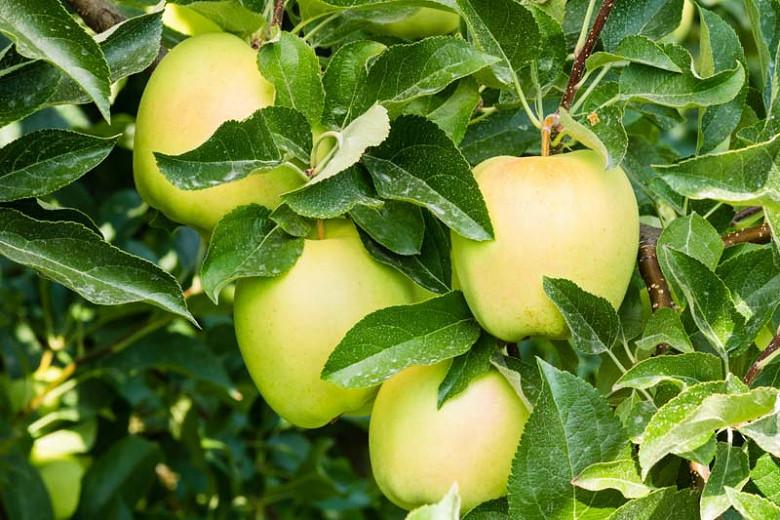 Malus domestica 'Golden Delicious', Apple 'Golden Delicious', Golden Delicious Apple, Malus 'Golden Delicious', Yellow Apple, White flowers,