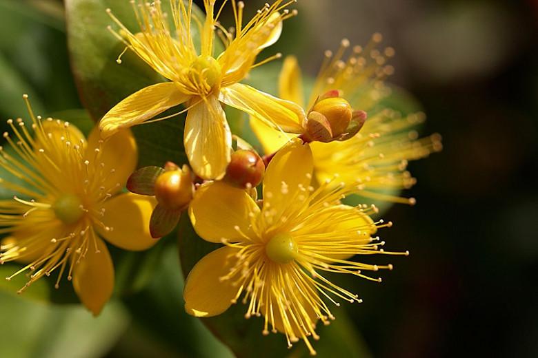 Hypericum Perforatum Perforate St John S Wort Hypericum Perforatum Perforate St John S Wort