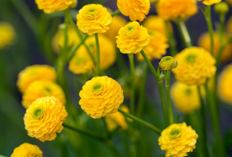 Ranunculus acris 'Flore Pleno', Double Meadow Buttercup, Bachelor's Buttons, Double Upright Crowfoot, Gold Buttons, King's Knobs, Soldier's Buttons, Yellow Bachelor's Buttons, spring flowering bulb, fall flowering bulb, Yellow flowers, Yellow Ranunculus