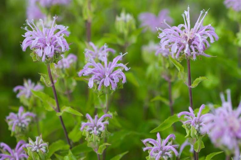 Bergamot Flower Leaves