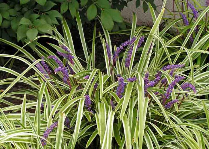 Details about Veriegated Liriope Ornamental Lily Turf Monkey Grass Clump.