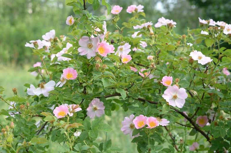 Rosa canina, Dog Rose, Bird Briar, Briar Rose, Buckieberries, Canker, Cankerberry, Canker Flower, Canker Rose, Cat Whin, Choop Tree, Common Brier, Dog Briar, Dog Brier, Hep Briar, Hep Rose, Hep Tree, Wild Roses, Shrub Roses, Pink roses, Hardy roses