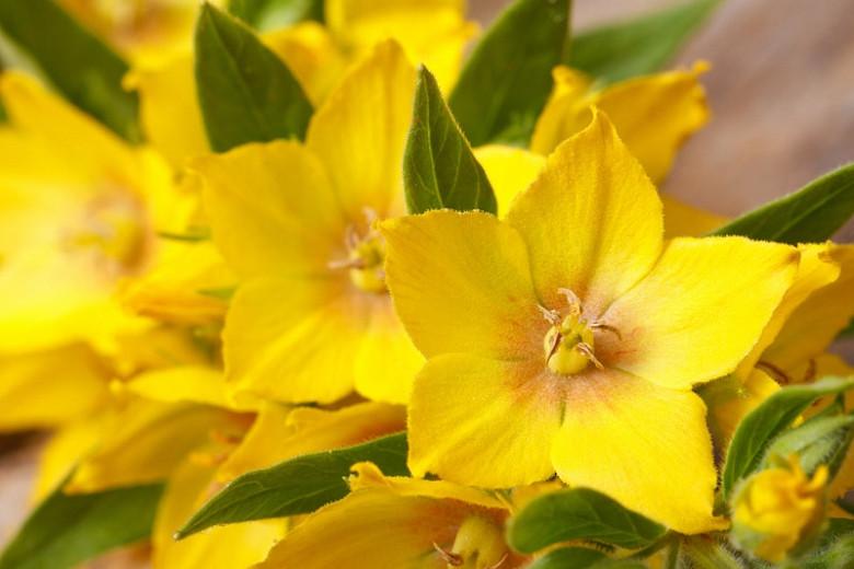 Lysimachia Punctata,Yellow Loosestrife, Whorled Loosestrife, Garden Loosestrife, Dotted Loosestrife, Yellow flowers