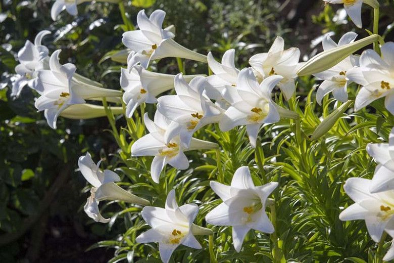 Lilium Candidum Madonna Lily