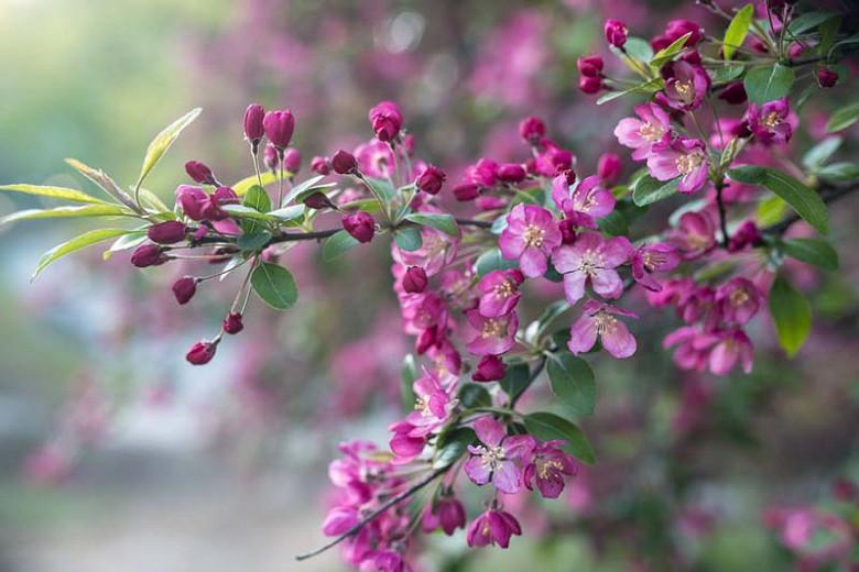 Fleur d'arbre aux fruits violet