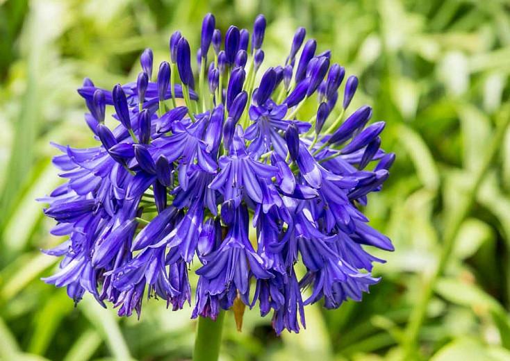 Agapanthus 'Black Buddhist', Lily of the Nile 'Black Buddhist', African Lily 'Black Buddhist', Blue flower, purple flower, Blue Agapanthus, Purple Agapanthus