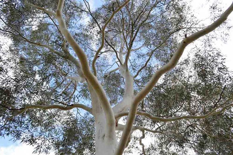 Eucalyptus dalrympleana, Mountain Gum, Broad-Leaved Kindling Bark, Broad-Leaved Ribbon Gum, Evergreen Tree, White Bark, Aromatic Leaves