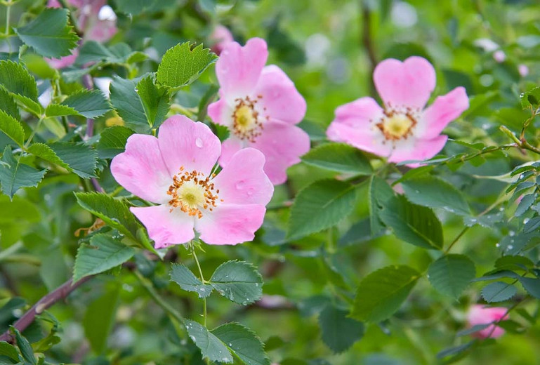Dog Rose Flower Best Flower Site