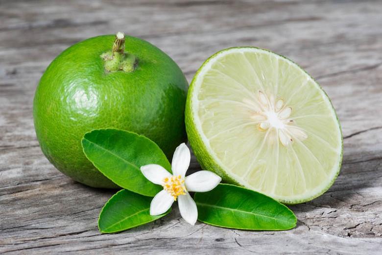 Citrus × aurantiifolia, Key Lime, Lime, Adam's Apple, Mexican Lime, West Indian Lime, Bartender’s Lime, Omani Lime
