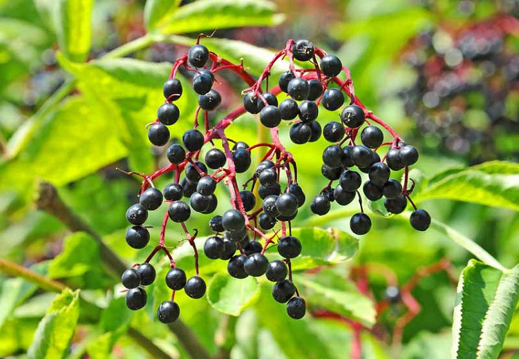 Sambucus canadensis, American Black Elderberry, American Elder, Common Elderberry,Elderberry, Sambucus nigra subsp. canadensis