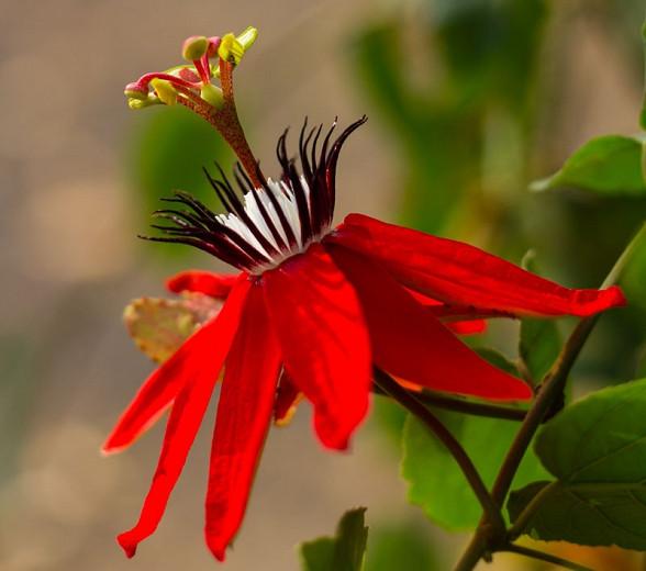 Passiflora Coccinea Red Passion Flower