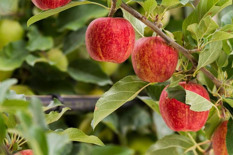 Malus fruiting apple tree