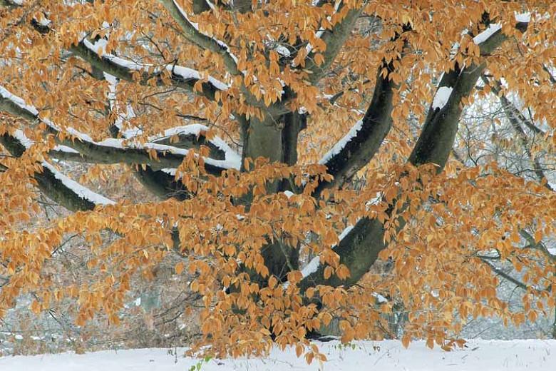 Fagus grandifolia, American Beech, Purple Beech, White Beech, Red Beech, Ridge Beech, Beechnut Tree, Deciduous Tree, Fall Color