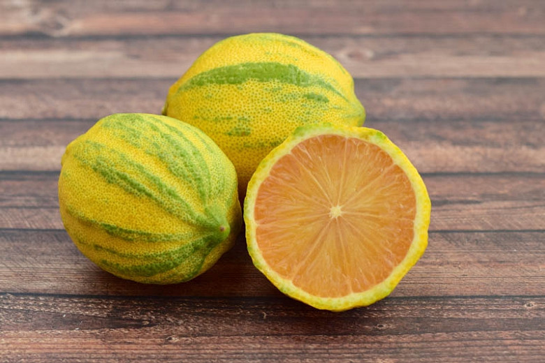 Citrus x limon 'Eureka Pink Variegated', Lemon 'Eureka Pink Variegated', Eureka Pink Variegated Lemon