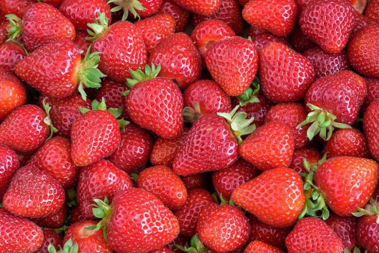 Fragaria x ananassa 'Albion', Everbearing Strawberry 'Albion', Strawberry 'Tristar', evergreen shrub, Strawberries, Red Fruit, White flowers