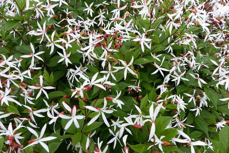 Tre foglio dirtiponili-gillenia trifoliata