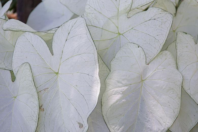 Caladium