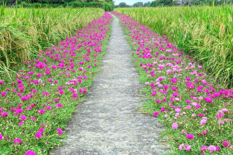 Portulaca grandiflora (Moss Rose)