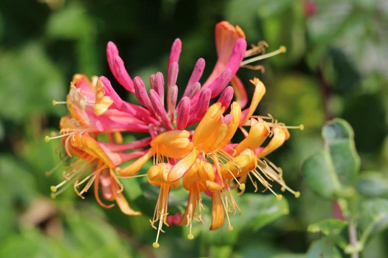 Lonicera X Heckrottii Gold Flame Honeysuckle