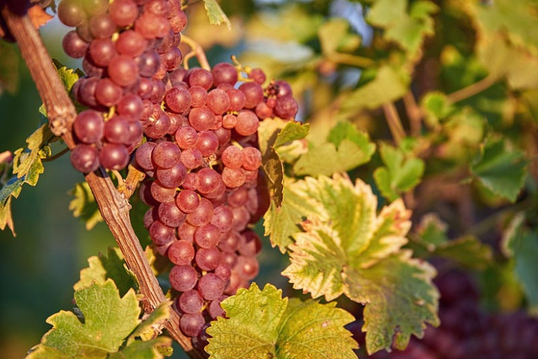 Vitis 'Canadice', Grape 'Canadice', Canadice Grape, Grape Vines, Red Grapes, Seedless Grapes