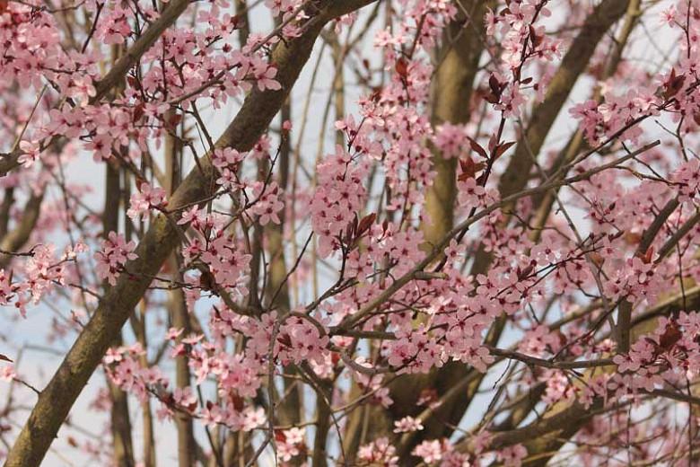 Prunus Cerasifera Nigra Black Cherry Plum Prunus Cerasifera Nigra Black Cherry Plum