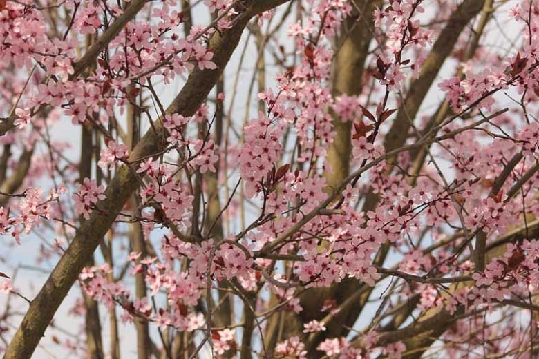 Prunus Cerasifera Nigra Black Cherry Plum