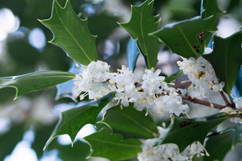 Osmanthus heterophyllus (Holly Osmanthus)