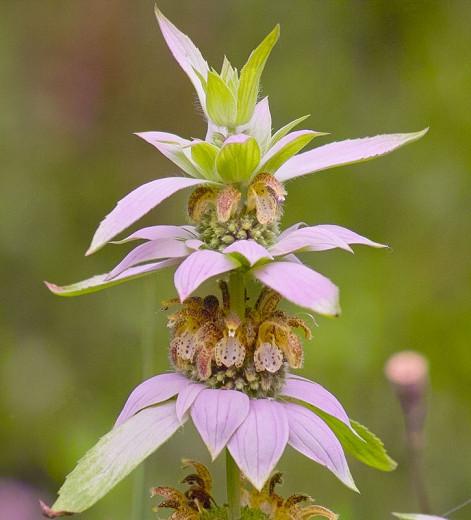 Bee Balm Plant Minnesota