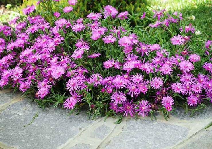 Lampranthus Spectabilis Trailing Ice Plant