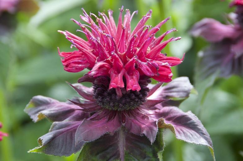 Bee Balm Plant Australia