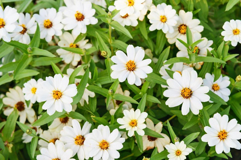 Image of Zinnia white annual flower