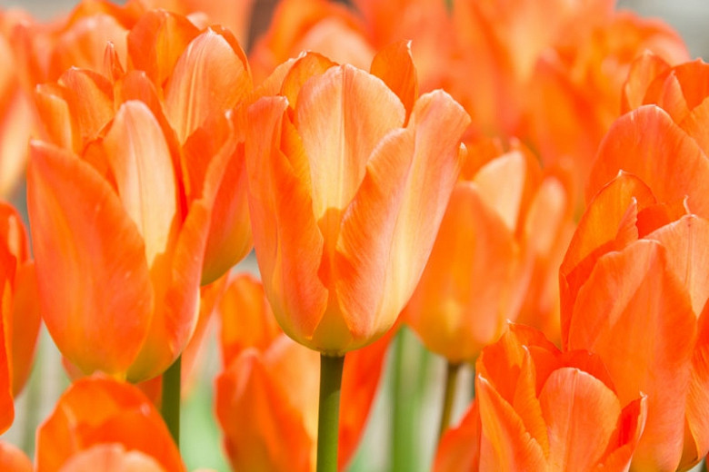 Tulipa Orange emperor, Tulip 'Orange Emperor', Fosteriana Tulip 'Orange Emperor', Fosteriana Tulips, Spring Bulbs, Spring Flowers, Tulipe Orange emperor, Spring Bloom, Mid Spring bloom, orange tulips