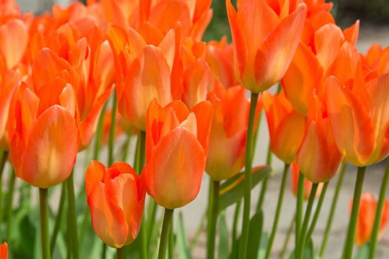 Orange Flowers Dream Meaning Best Flower Site