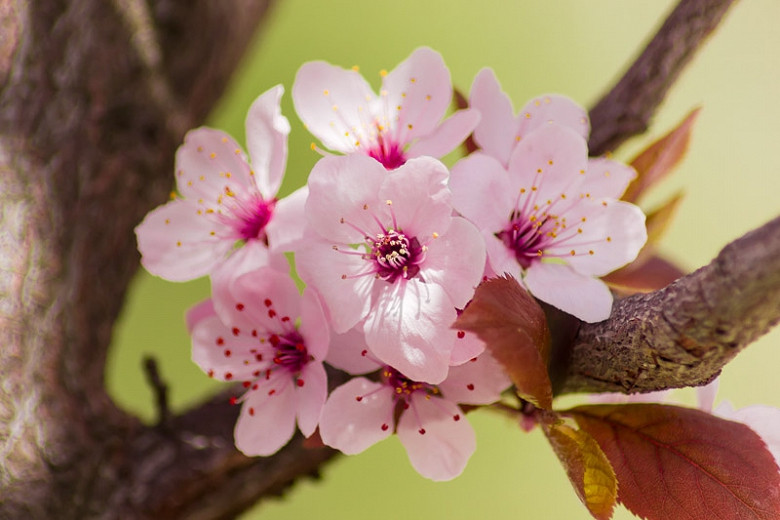 Prunus cerasifera 'Nigra',Black Cherry Plum, Prunus 'Blaze', Prunus 'Pissardii Nigra', Flowering Tree, Pink flowers, pink prunus
