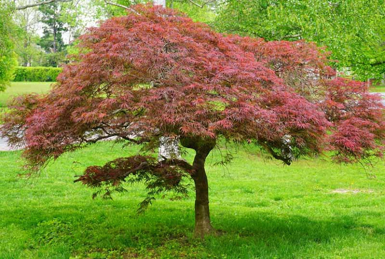 orientering audition protestantiske Acer palmatum 'Garnet' (Laceleaf Japanese Maple)