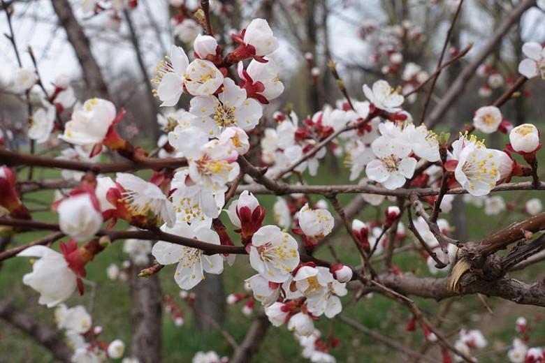 Prunus armeniaca 'Chinese', Apricot 'Chinese', Chinese Apricot, Flowering Tree, Fruit Tree