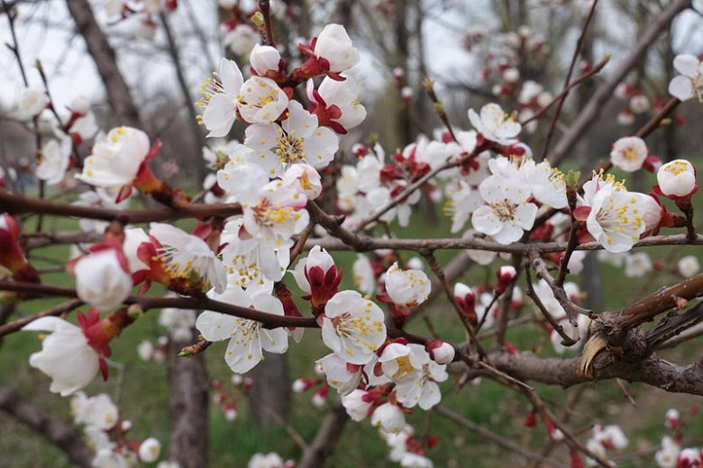 Prunus armeniaca 'Chinese' (Apricot)